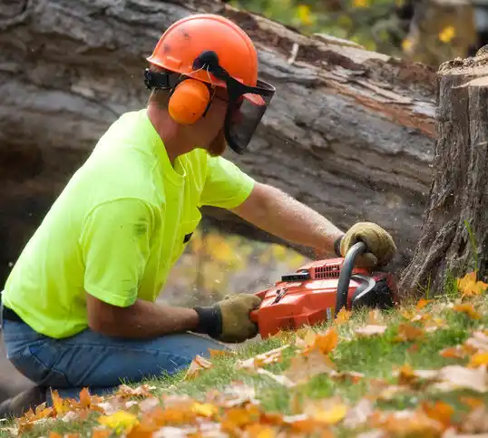 tree services Hillandale